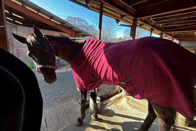 乗馬ライセンス5級取得プラン