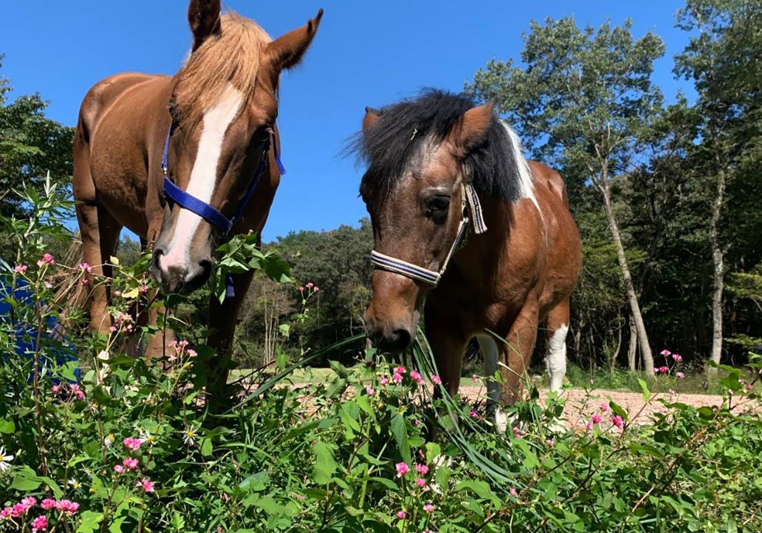 那須ウエスタンファーム 乗馬 ふれあい動物園