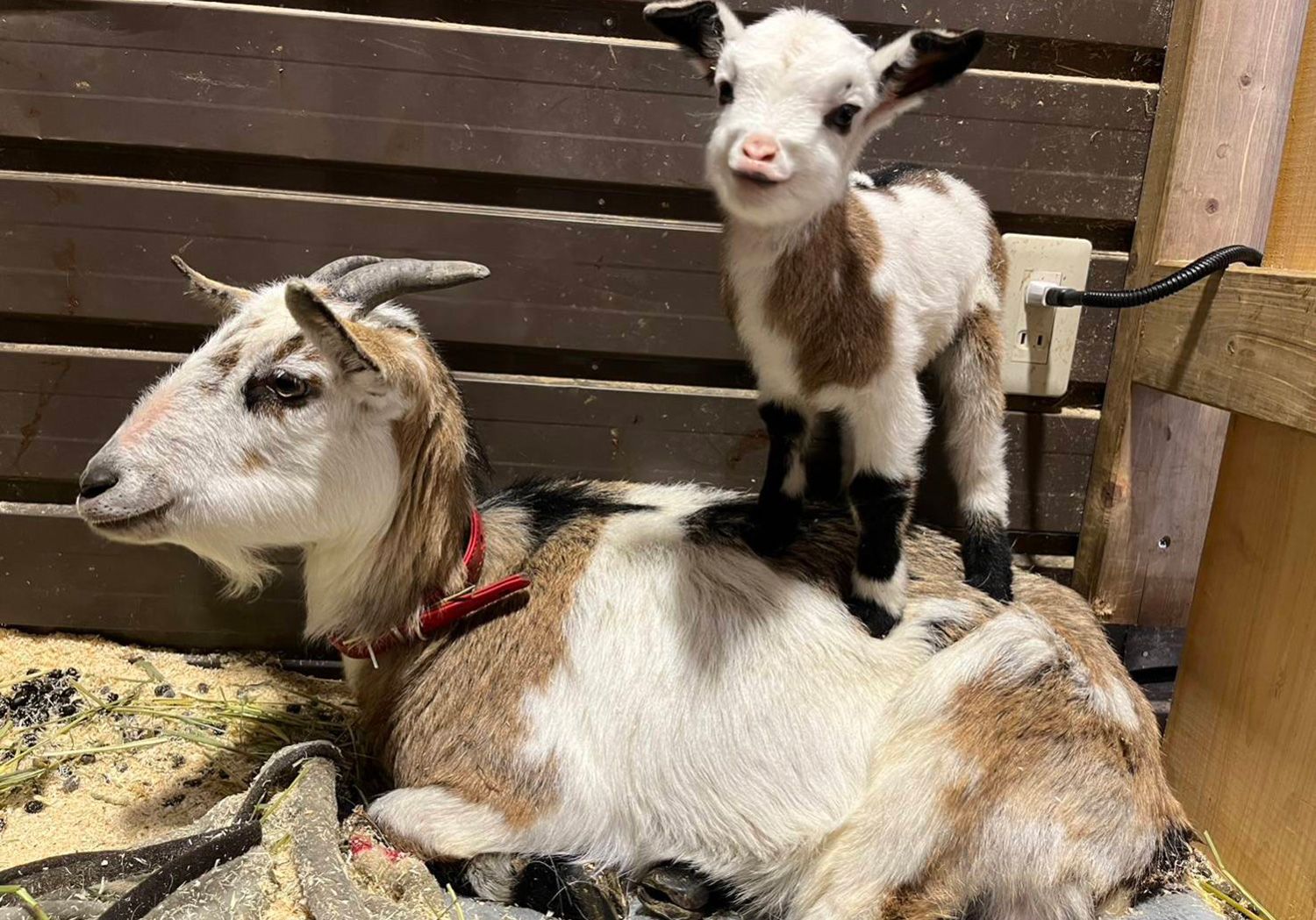那須ウエスタンファーム 乗馬 ふれあい動物園