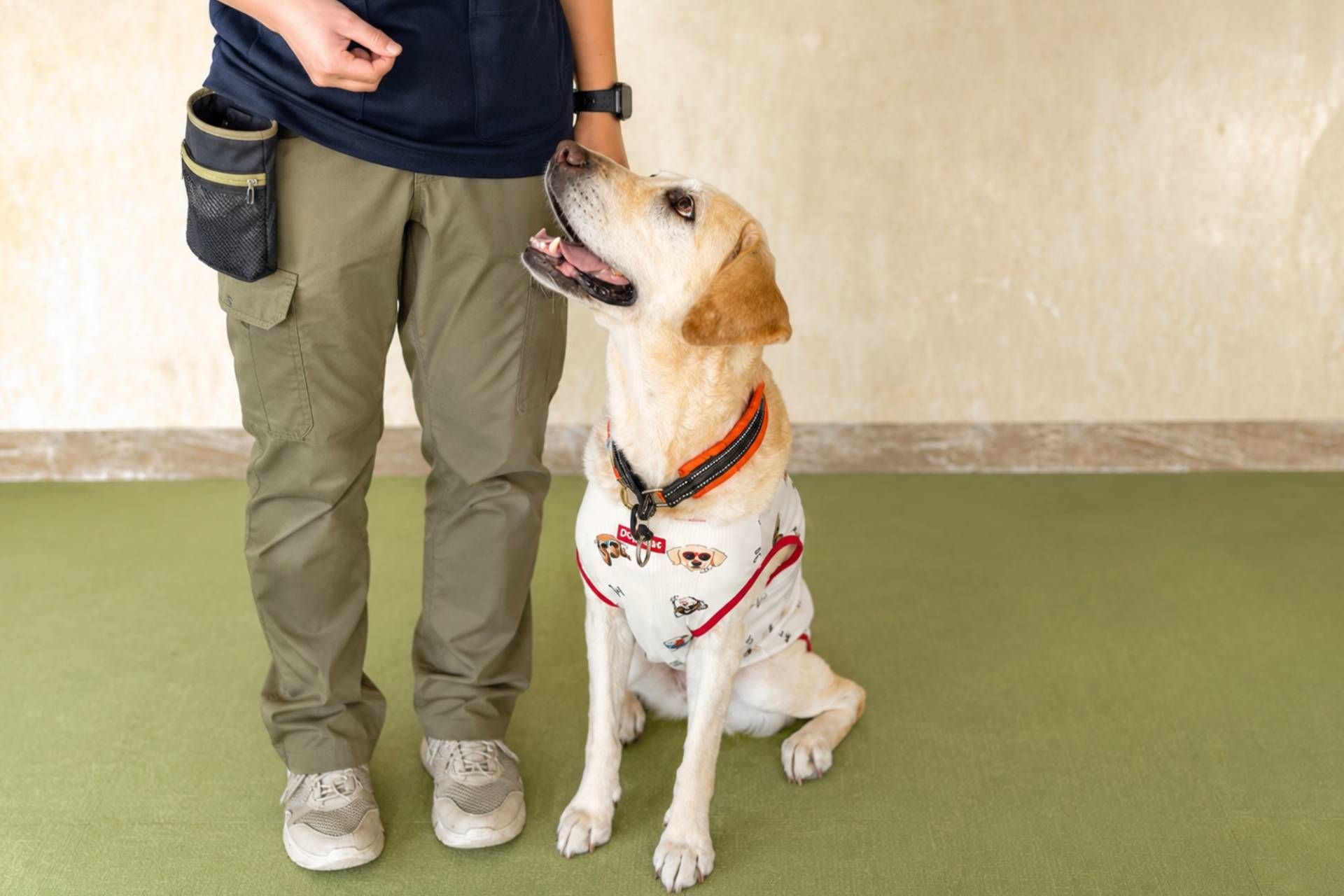 爱犬烦恼咨询室