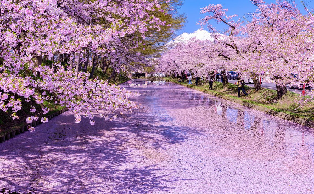 桜を愛でる旅におすすめのホテル