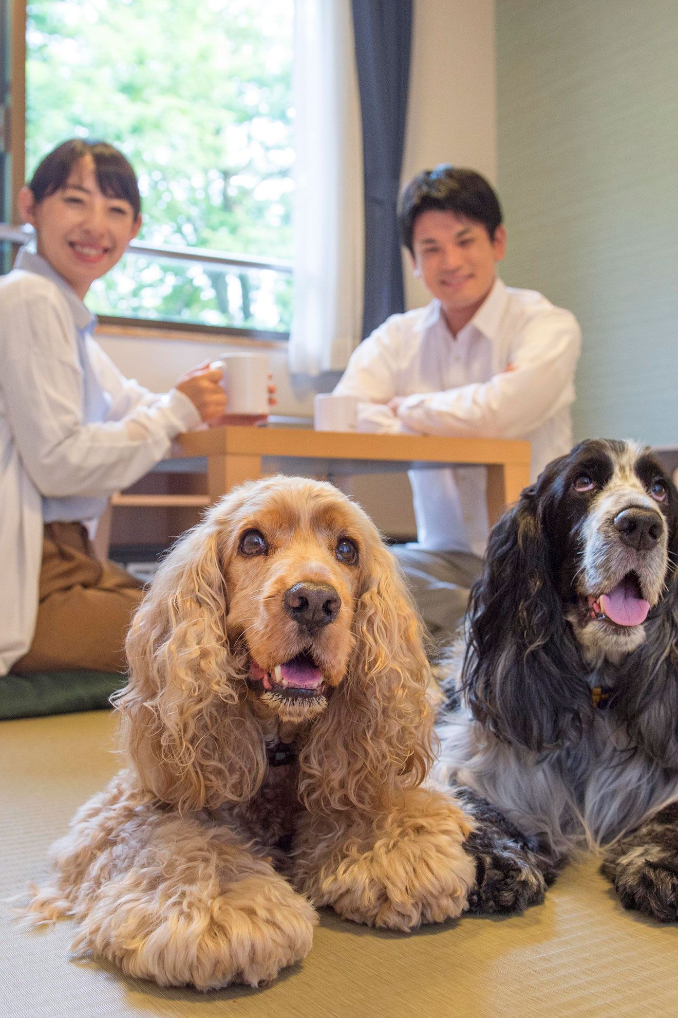 ⭐︎⭐︎⭐︎ わんわんパラダイス プレミア 山中湖【グループ公式】｜アイコニア