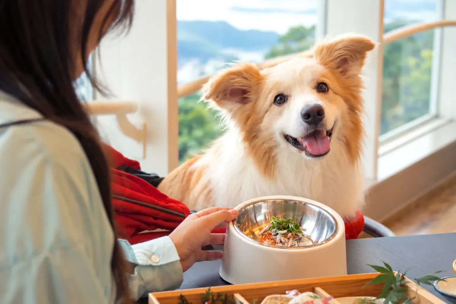 愛犬ディナー
