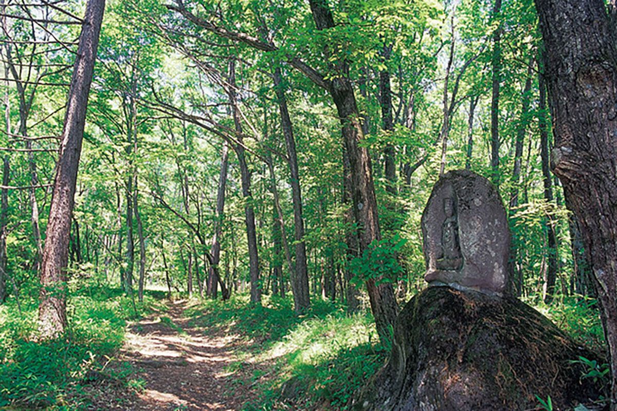【森歩き】武田信玄棒道と湧水トレッキング