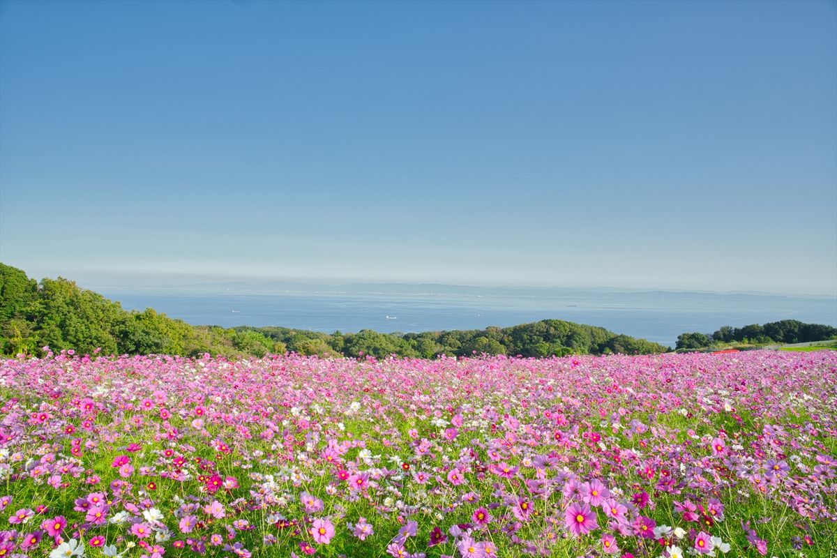 兵庫県立公園あわじ花さじき