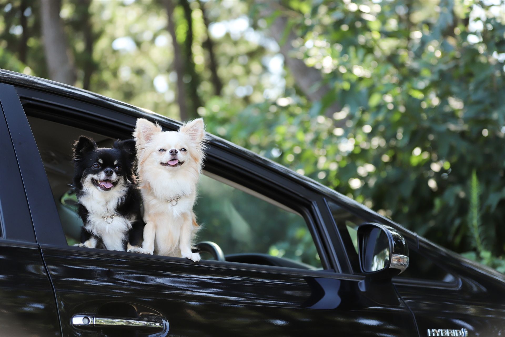 関西で愛犬とお出かけ！おすすめのスポット14選＆ホテル3選