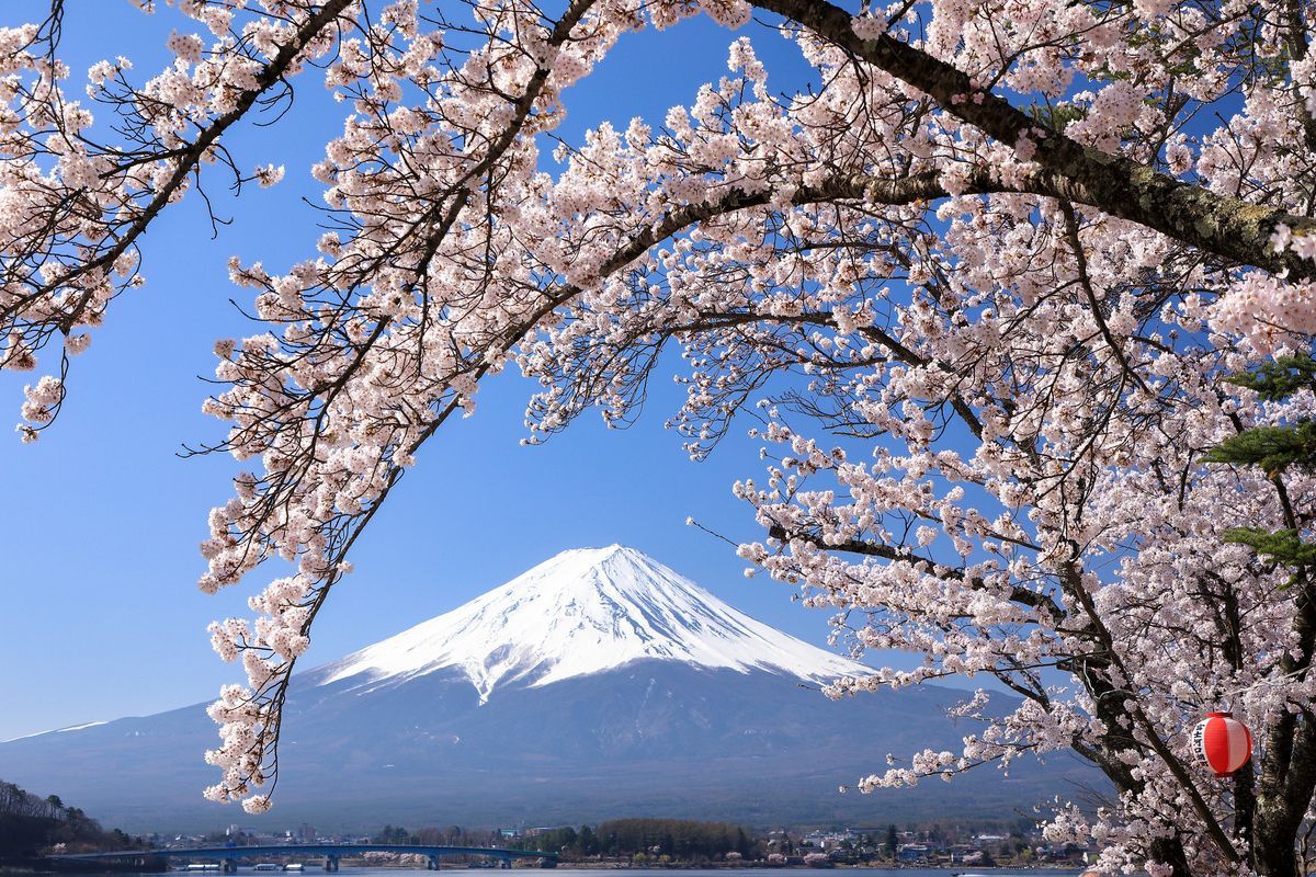河口湖櫻花走廊和富士山景色