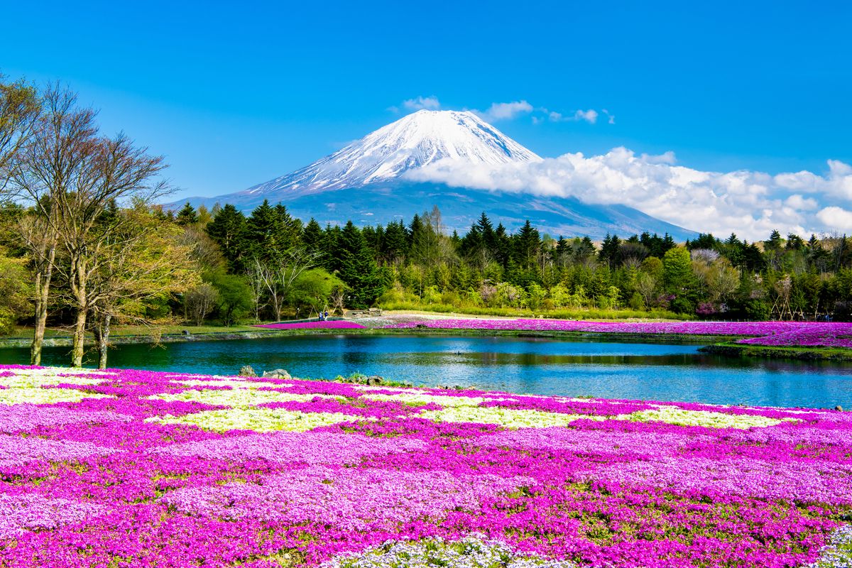 富士芝櫻祭
