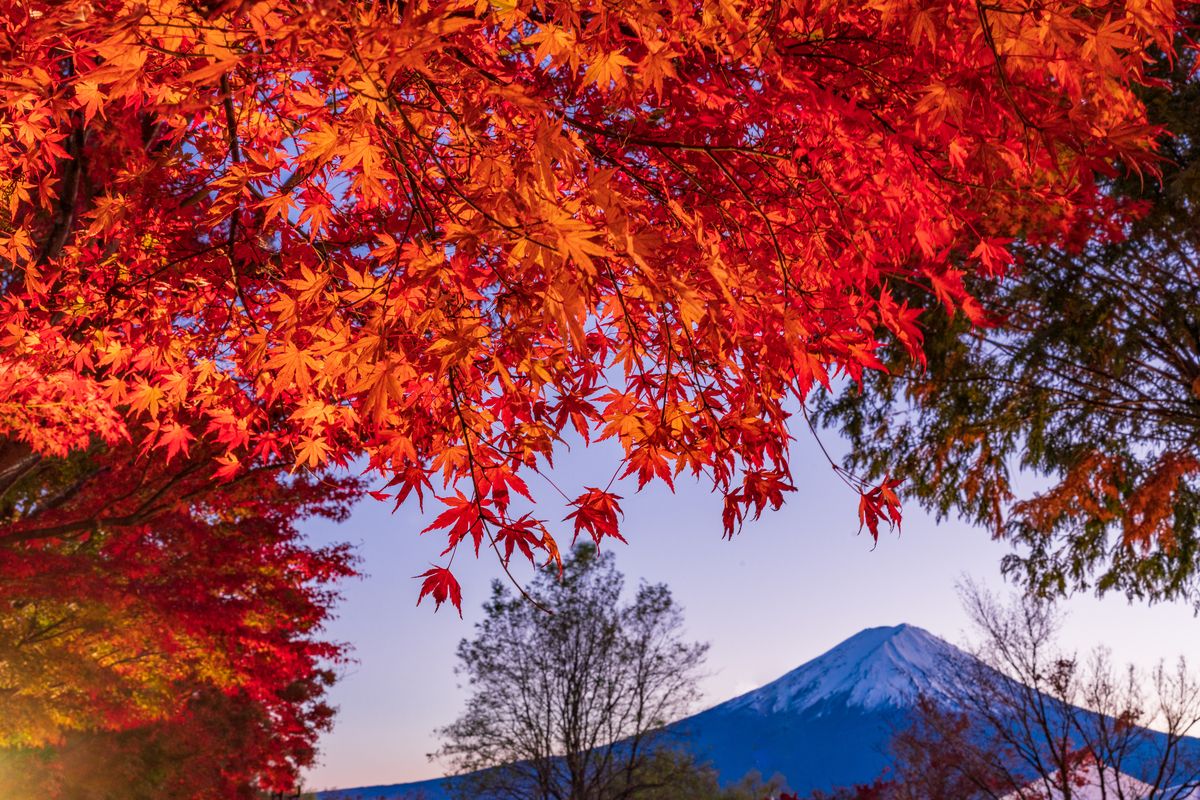 紅葉祭 (河口湖紅葉迴廊)