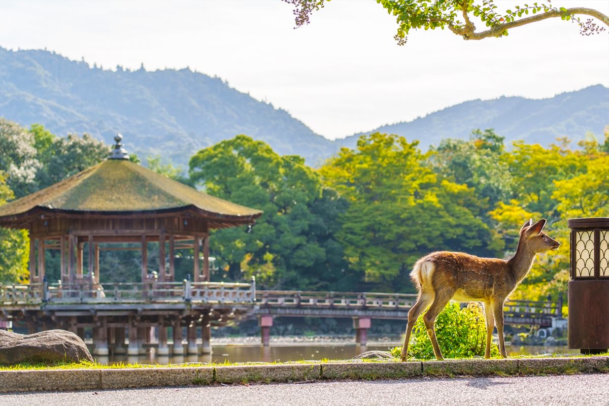 奈良公園の「浮見堂」と鹿