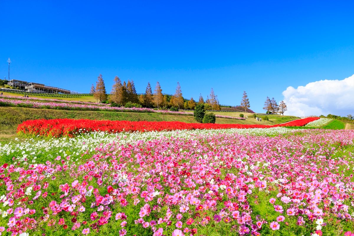 秋の「あわじ花さじき」