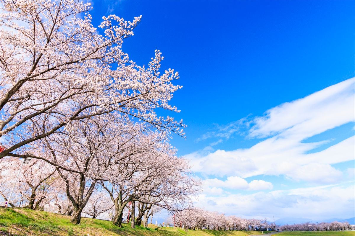 深受金澤市民喜愛的犀川 (Saigawa) 沿岸的櫻花林蔭道