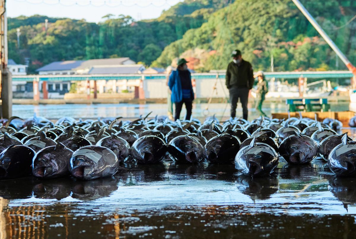 マグロの解体ショーも見学できる勝浦漁港