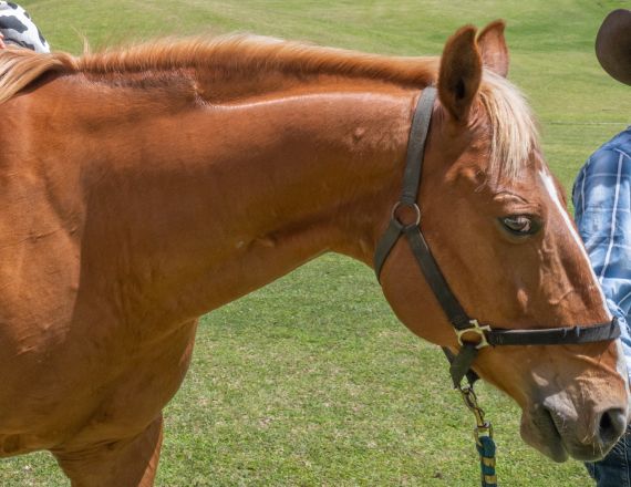 高原の森での乗馬体験