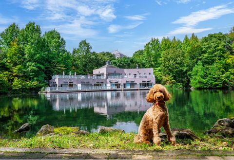 KAMENOI HOTEL KITSUREGAWA