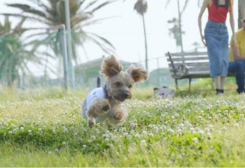 Shirahama Ocean Resort