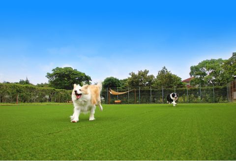 Wanwan Paradise Premier Nanki Shirahama