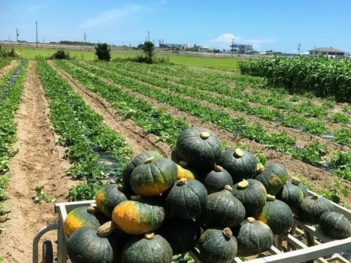 「ソムリエファーム」の農園