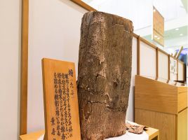おすすめポイント画像