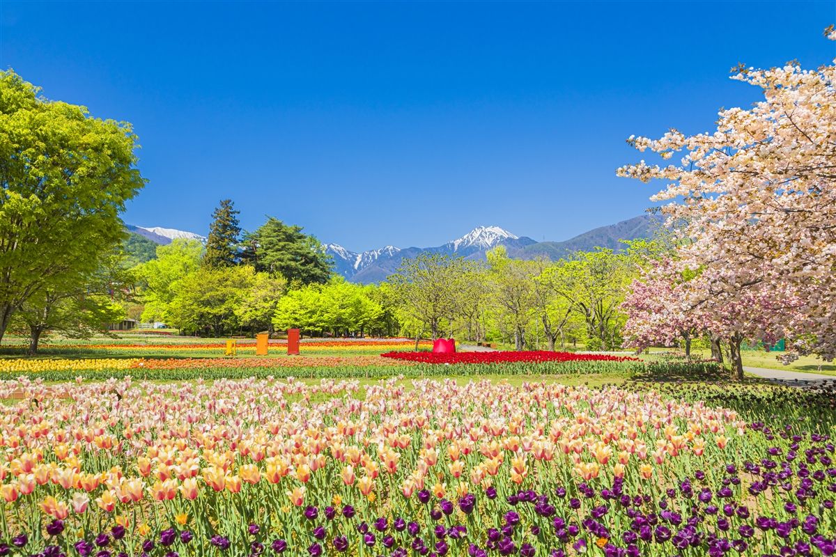 「国営アルプスあづみの公園」青空と満開のチューリップ畑