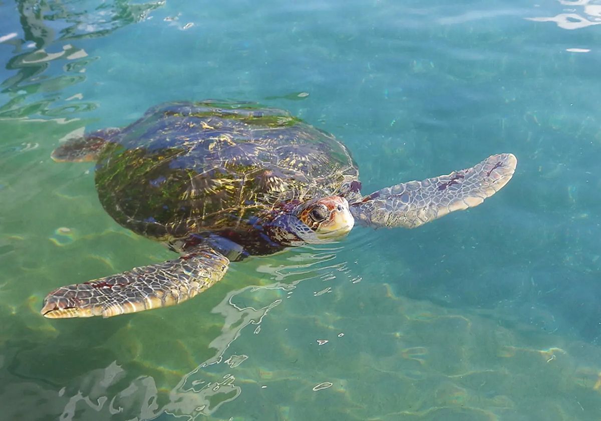 亀の井ホテル 那智勝浦から車で約55分「串本海中公園」