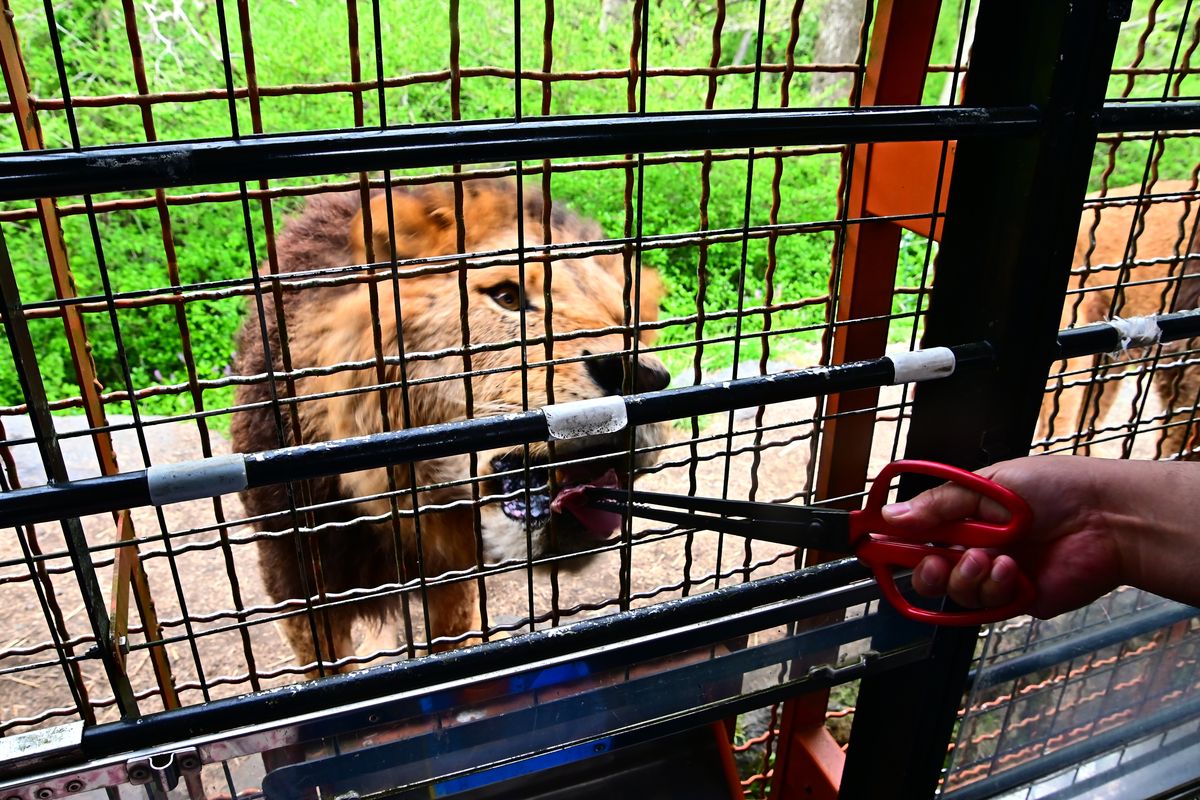 「富士野生動物園」體驗餵食獅子