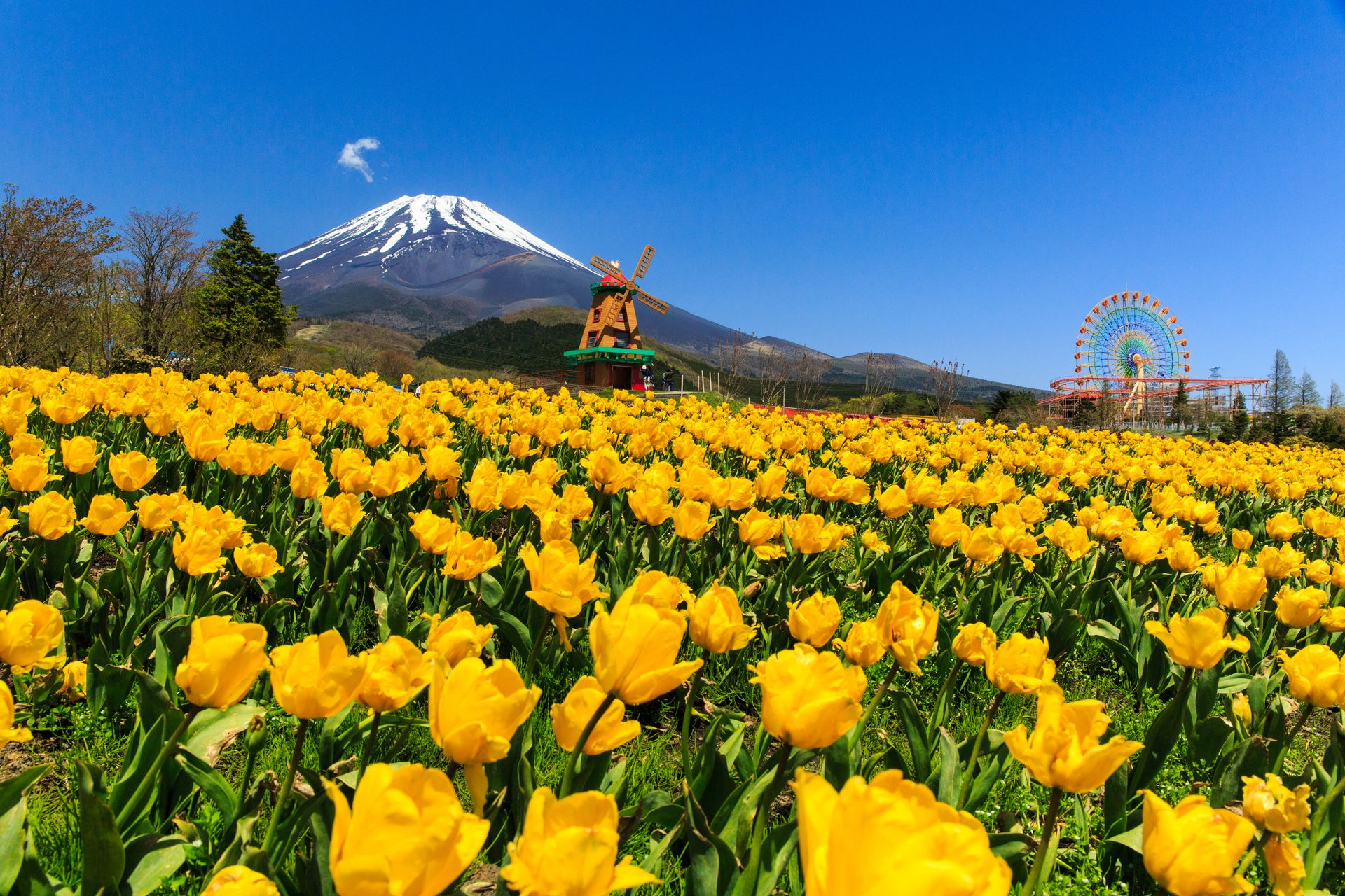 帶孩子遊覽富士山週邊！推薦親子遊景點。