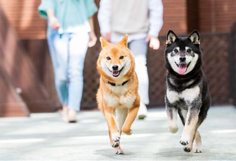 Dog Paradise Izukogen