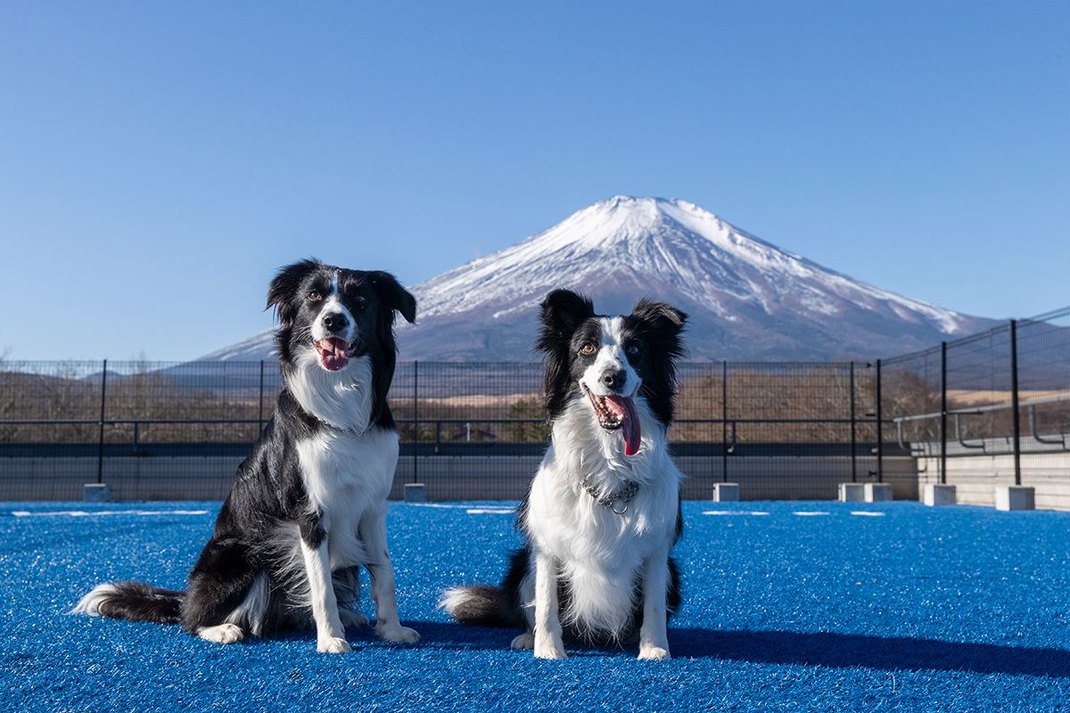 雄大な富士山と山中湖を仰ぐ、絶景の屋上ドッグラン
