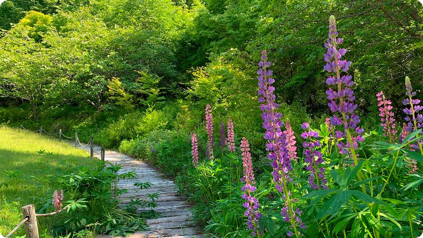 朝の澄んだ空気の中敷地内散策、季節の植物も楽しめる